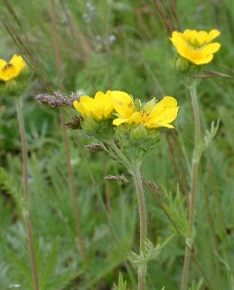 Slender Cinquefoil