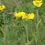 Thumbnail: Slender Cinquefoil