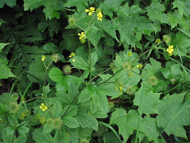 Largeleaf Avens