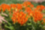 Butterfly Weed