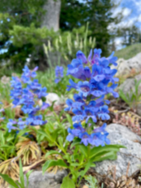 Cache Penstemon