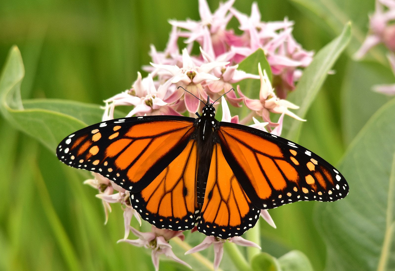 Showy Milkweed