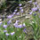 Thumbnail: Harebells/Scottish Bluebells