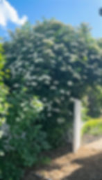 Thumbnail: Blue Elderberry