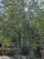 Thumbnail: Chokecherry