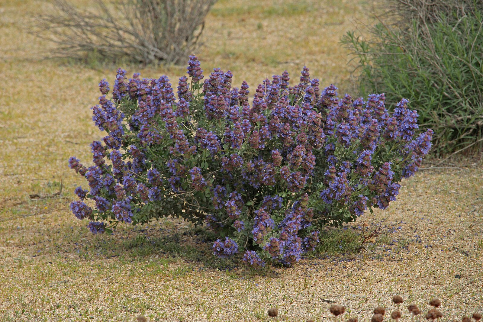 Desert Sage, Salvia dorrii