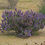 Thumbnail: Desert Sage, Salvia dorrii