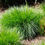 Thumbnail: Tufted Hair Grass