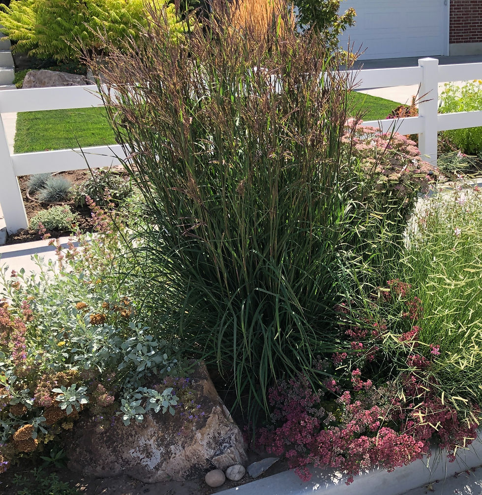 Big Bluestem 'Rain Dance'