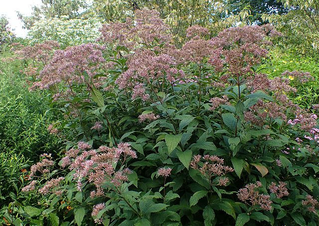 Spotted Joe-Pye Weed