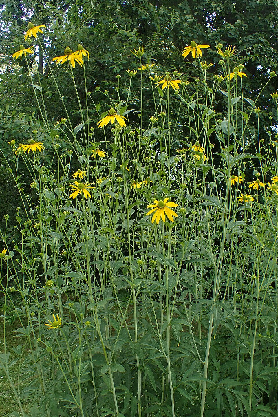 Thumbnail: Cutleaf Coneflower 