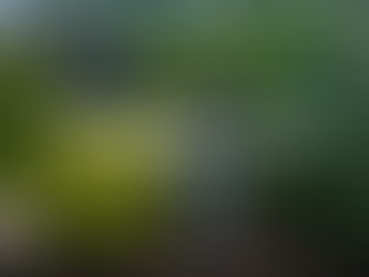 The Mangrove Garden - “Living in Nature” giữa lòng Cần Giờ