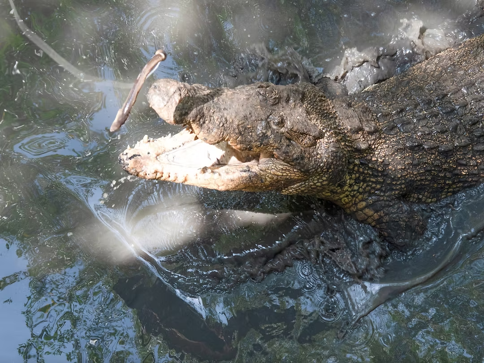 Trải nghiệm câu cá sấu ở đây đúng kiểu "tim đập chân run" nhưng lại cực kỳ gây nghiện.