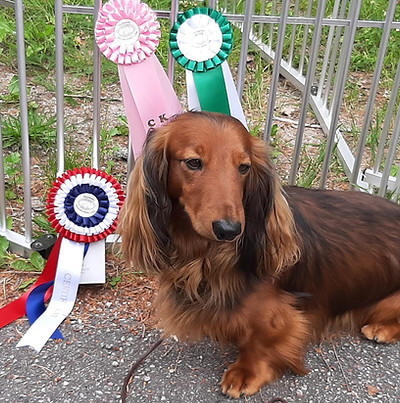 Shiloh cert Skien.jpg