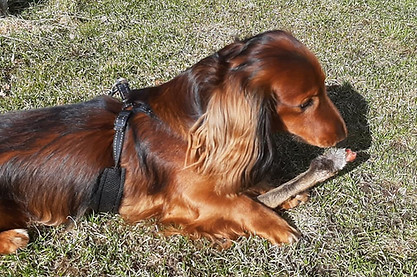 Shilo sporprøve april 2021.jpg