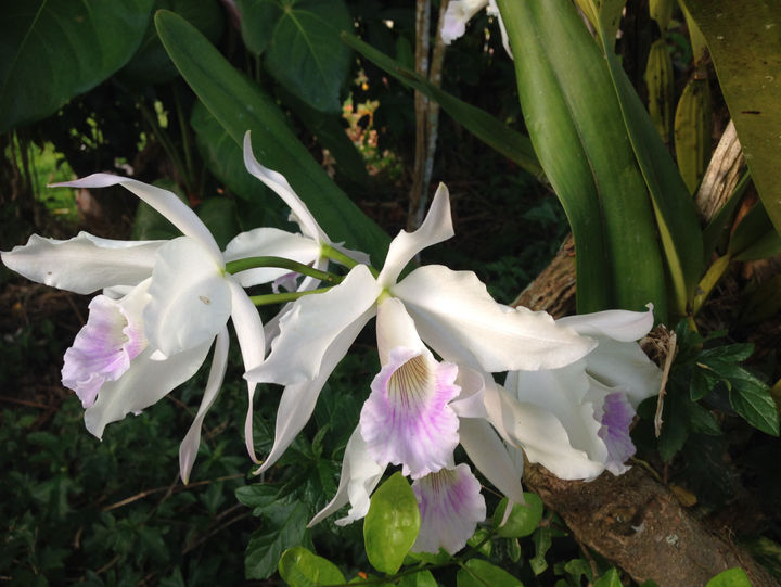 orquídea tradicional
