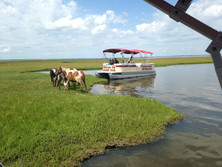 Captain Dan's Tours Chincoteague Island, VA Boat Tour | Pony Tour | Wildlife | Horses | Sightseeing