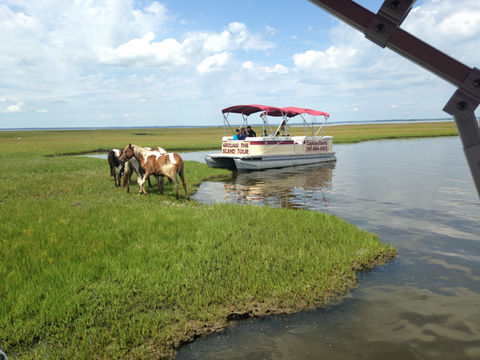 Captain Dan's Tours Chincoteague Island, VA Boat Tour | Pony Tour | Wildlife | Horses | Sightseeing