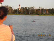 Captain Dan's Tours Chincoteague Island, VA Boat Tour | Pony Tour | Wildlife | Horses | Sightseeing