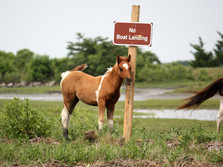 Captain Dan's Tours Chincoteague Island, VA Boat Tour | Pony Tour | Wildlife | Horses | Sightseeing
