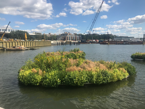 Floating island with lush green plants in water