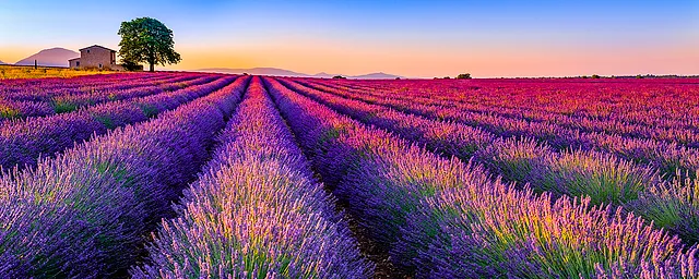 lavender fields