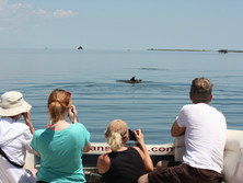 Captain Dan's Tours Chincoteague Island, VA Boat Tour | Pony Tour | Wildlife | Horses | Sightseeing