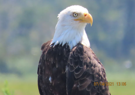 Bald Eagle