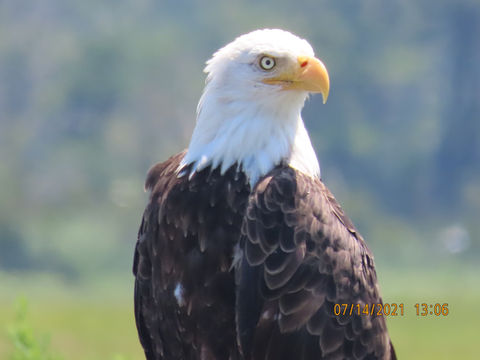 Captain Dan's Tours Chincoteague Island, VA Boat Tour | Pony Tour | Wildlife | Horses | Sightseeing