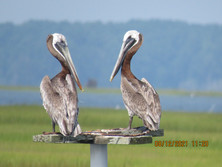 Captain Dan's Tours Chincoteague Island, VA Boat Tour | Pony Tour | Wildlife | Horses | Sightseeing