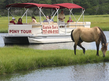 Captain Dan's Tours Chincoteague Island, VA Boat Tour | Pony Tour | Wildlife | Horses | Sightseeing