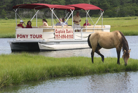 Captain Dan's Tours Chincoteague Island, VA Boat Tour | Pony Tour | Wildlife | Horses | Sightseeing