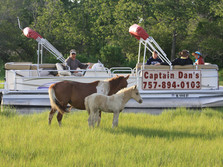 Captain Dan's Tours Chincoteague Island, VA Boat Tour | Pony Tour | Wildlife | Horses | Sightseeing