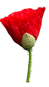 Red Poppy flower on white background by Lisa Ann Art Studio