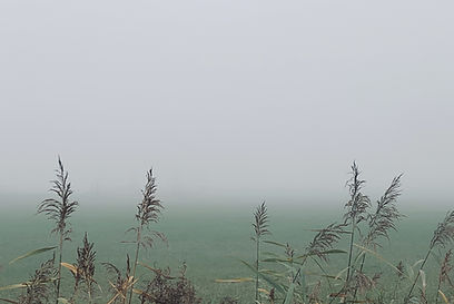 A moody landscape photograph with structural reeds in the foreground and a misty, etheral background