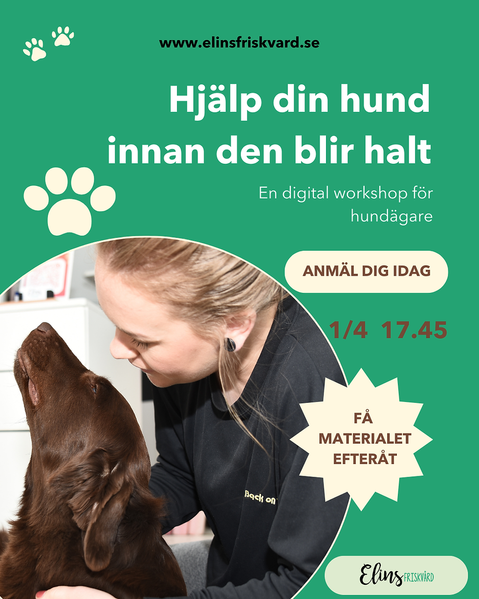 Hjälp din hund innan den blir halt