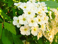 Flowers from Gunbower Cotage