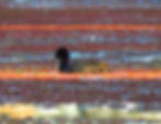 Eurasian Coot