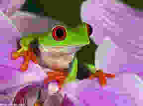 Red eyed green tree frog on a purple flower
