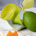 Citrus Fruits_edited_edited.jpg