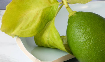 Citrus Fruits_edited_edited.jpg