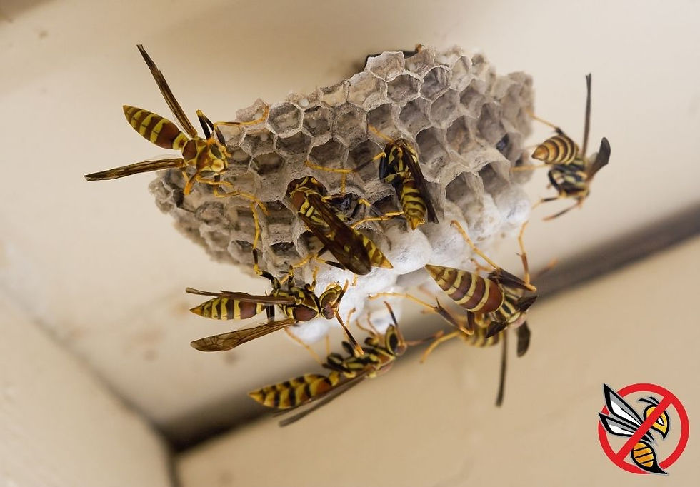 Darázsirtás Pécs városában – miért a téli időszak a legjobb felkészülési időszak?