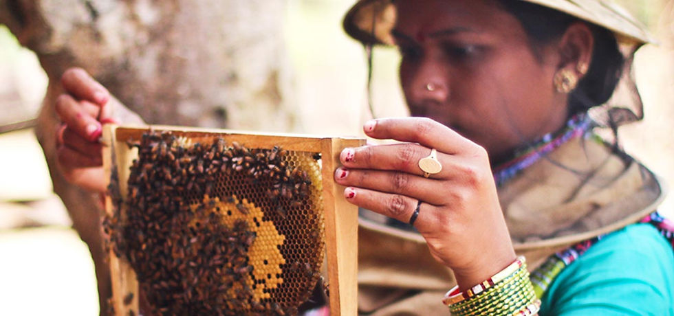 Project MNEP - Beekeeping Cooperatives in Tribal Forests