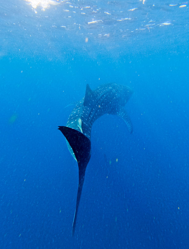 Guillaume Groult Photography Whale Shark portrait