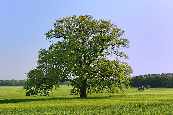 Eiche_Fruehjahr_Wedemark.jpg