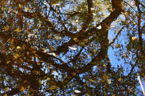 DSC_0604.jpeg