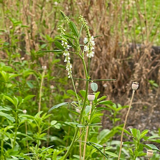 Steinklee in der Blüte