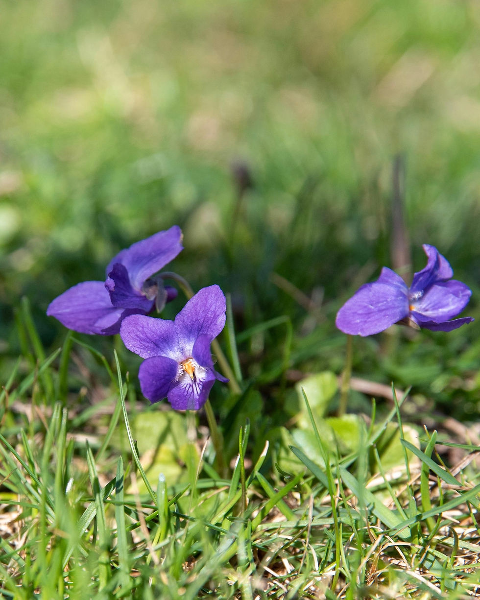 Wundervoll blühende lila Duftveilchen-Blüten