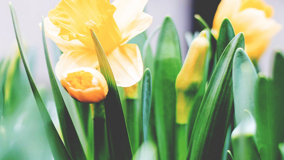 Mayor's Update: Happy Easter from West Vancouver Council 