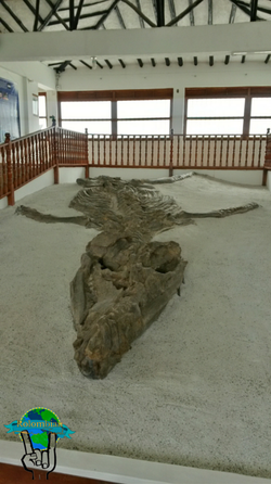 Museo el Fósil, Villa de Leyva